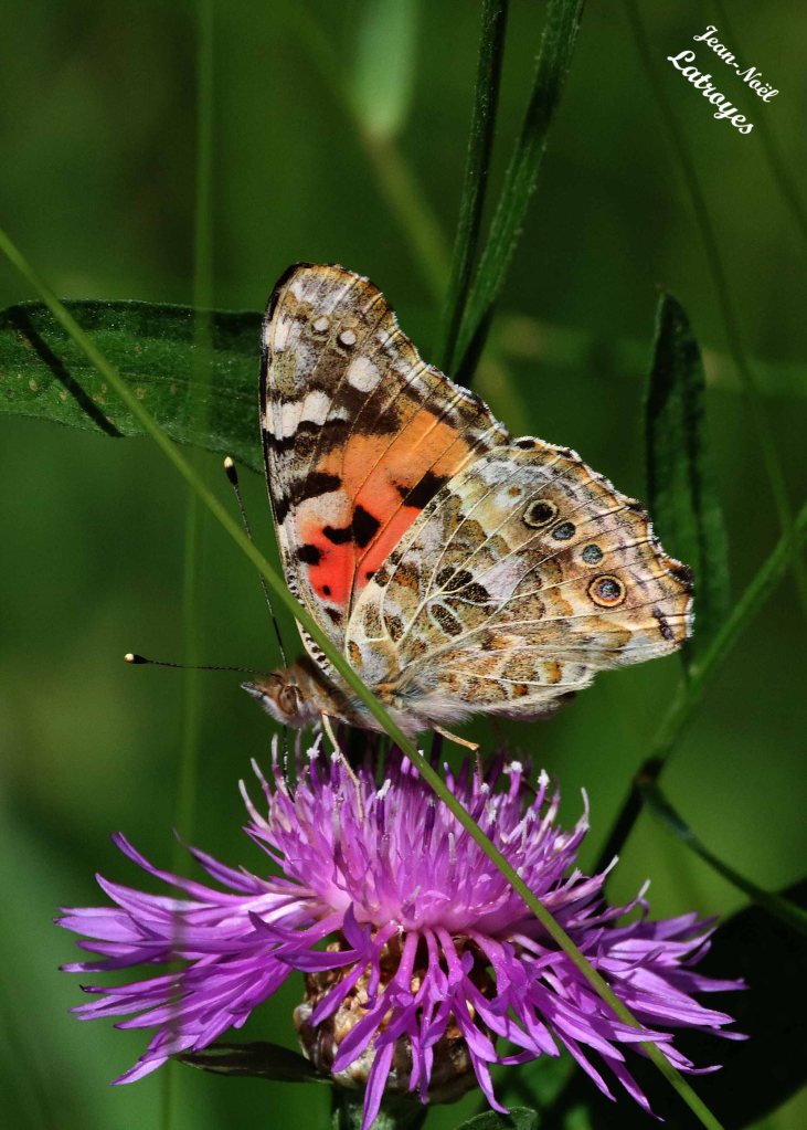 Belle-Dame - ailes repliées -Cynthia cardui Linné - sur centaurée - 24 mai 2022 - Filain (Haute-Saône) Photographie Jean-Noël Latroyes - www.filain-nature.fr