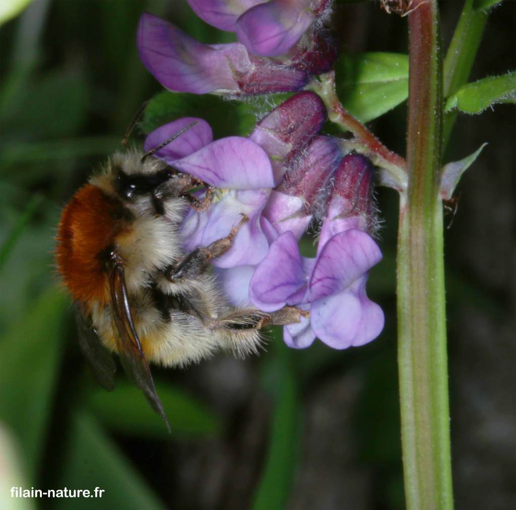 Bourdon #01 sur muscari - Filain (Haute-Saône) Photographie Jean-Noël Latroyes www.filain-nature.fr