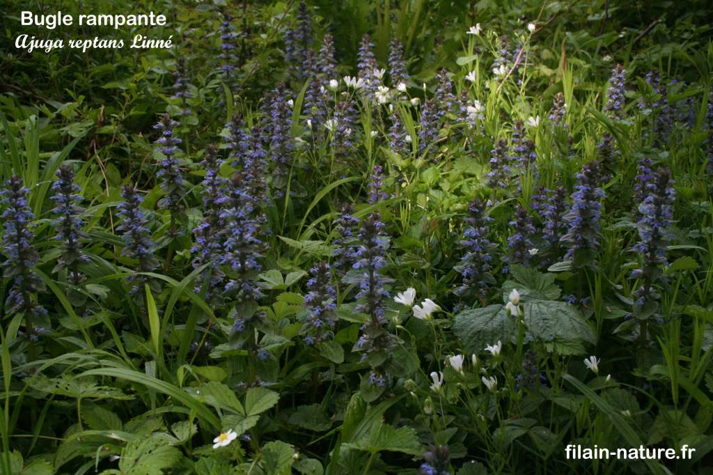 Fleurs de Bugle rampante - Ajuga reptans Linné - Filain (Haute-Saône)
Photographie Jean-Noël Latroyes www.filain-nature.fr