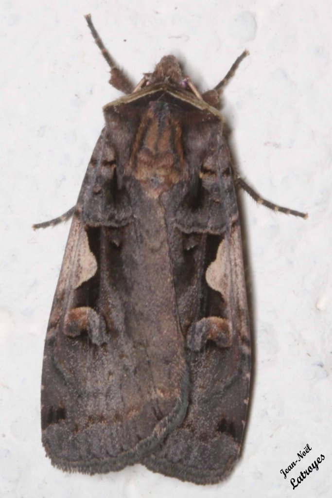 Papillon hétérocère xestia C-nigrum Linn é- le C-noir - Familles des Noctuidae (noctuelles) - photographie Jean-Noël Latroyes - Soirée du 02 mai 2022 vers 23h00
Filain - Haute-Saône - www.filain-nature.fr