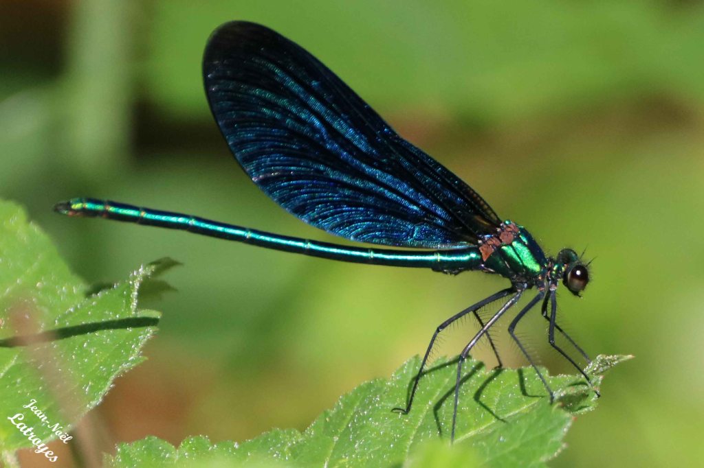 Le Caloptéryx vierge (mâle) Vy-lès-Filain (Haute-Saône) - Photographie Jean-Noël Latroyes mai 2021 - www.filain-nature.fr