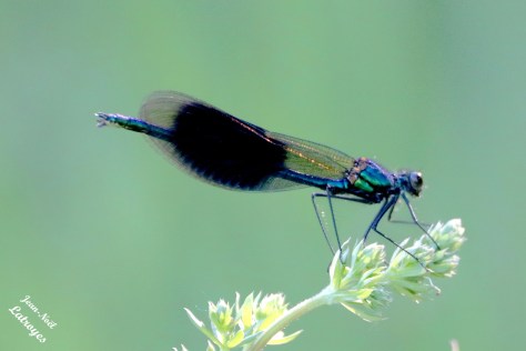 Le Caloptéryx éclatant (mâle) Vy-lès-Filain (Haute-Saône) -  Photographie Jean-Noël Latroyes 11 mai 2022 - www.filain-nature.fr