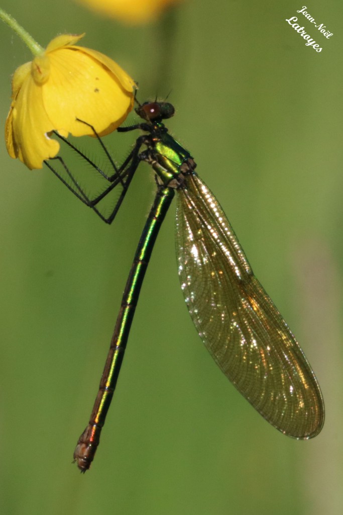 Calopteryx virgo Le Caloptéryx vierge (femelle) sur Urtica dioica (ortie)
Dampierre-sur-Linotte (Haute-Saône)
Photographie Jean-Noël Latroyes 11 mai 2022 - www.filain-nature.fr