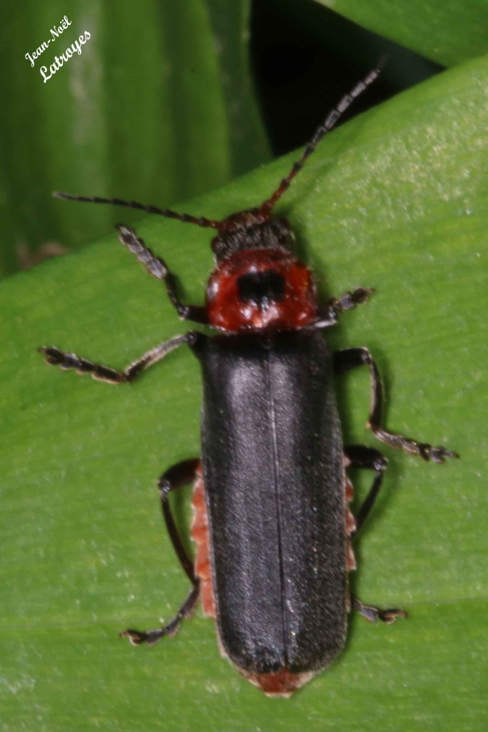 Cantharis rustica Fallen - vue dorsale - Filain (Haute-Saône) - mai 2022 - Photographie Jean-Noël Latroyes - www.filain-nature.fr