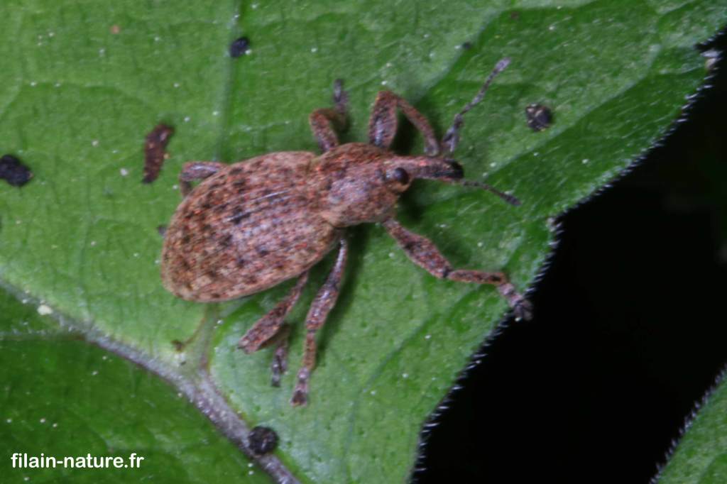 Charançon #02 sur urtica dioica (ortie) Filain (Haute-Saône) 2 mai 2022 
Photographie Jean-Noël Latroyes www.filain-nature.fr