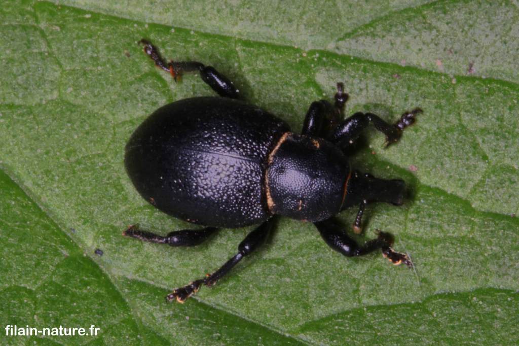 Vue de dos du Charançon Liparus coronatus sur urtica dioica (ortie) 28 avril 2022 Filain (Haute-Saône) Photographie Jean-Noël Latroyes www.filain-nature.fr 