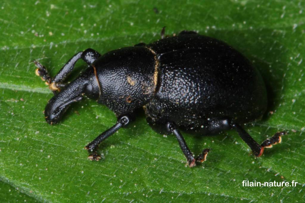 Charançon Liparus coronatus sur urtica dioica (ortie) 28 avril 2022 Filain (Haute-Saône) Photographie Jean-Noël Latroyes www.filain-nature.fr 
