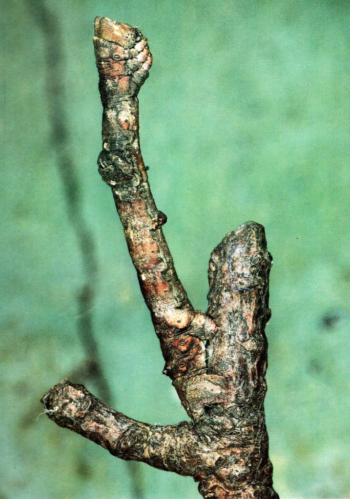 Photo d'une chenille de Phalène s.p.