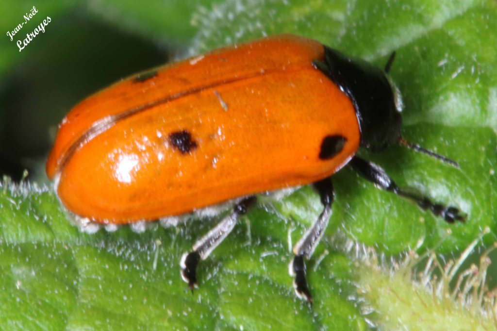 Clytre à 4 points - Clytra quadripunctata Linné - Coléoptère de la famille des Chrysomèles - sur rose trémière - Filain (Haute-Saône) - 26 mai 2022 - Photographie Jean-Noël Latroyes - www.filain-nature.fr