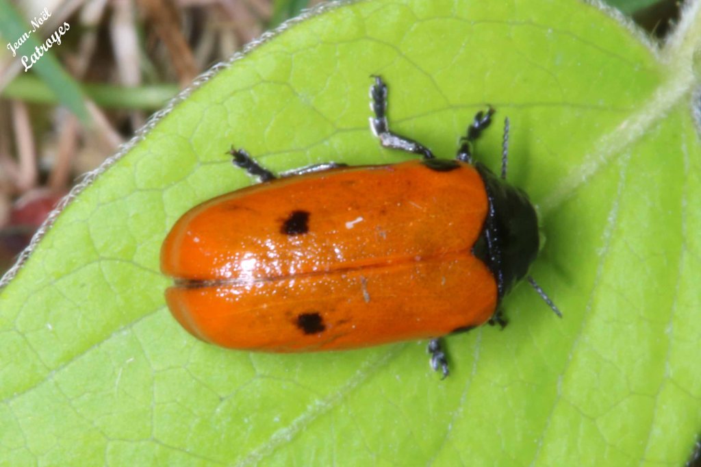 Clytre à 4 points - Clytra quadripunctata Linné - Coléoptère de la famille des Chrysomèles - sur rose trémière - Filain (Haute-Saône) - 26 mai 2022 - Photographie Jean-Noël Latroyes - www.filain-nature.fr