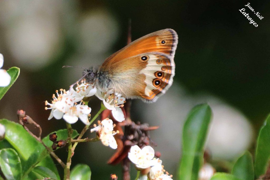 Le Céphale -  Coenympha arcania Linné - Filain (Haute-Saône) 22 mai 2022 - Photographie Jean-Noël Latroyes - www.filain-nature.fr