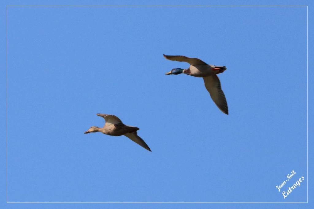 Couple de canards colvert en vol au-dessus de Filain (Haute-Saône)
Anas platyrhynchos - Photographie Jean-Noël Latroyes - Filain - Haute-Saône - www.filain-nature.fr