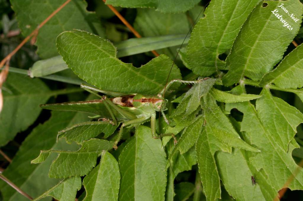 Photo sauterelle verte et brune – Conocephalus dorsalis Latreille – Filain (Haute-Saône) – Août 2018 – Photographie Jean-Noël Latroyes - www.filain-nature.fr