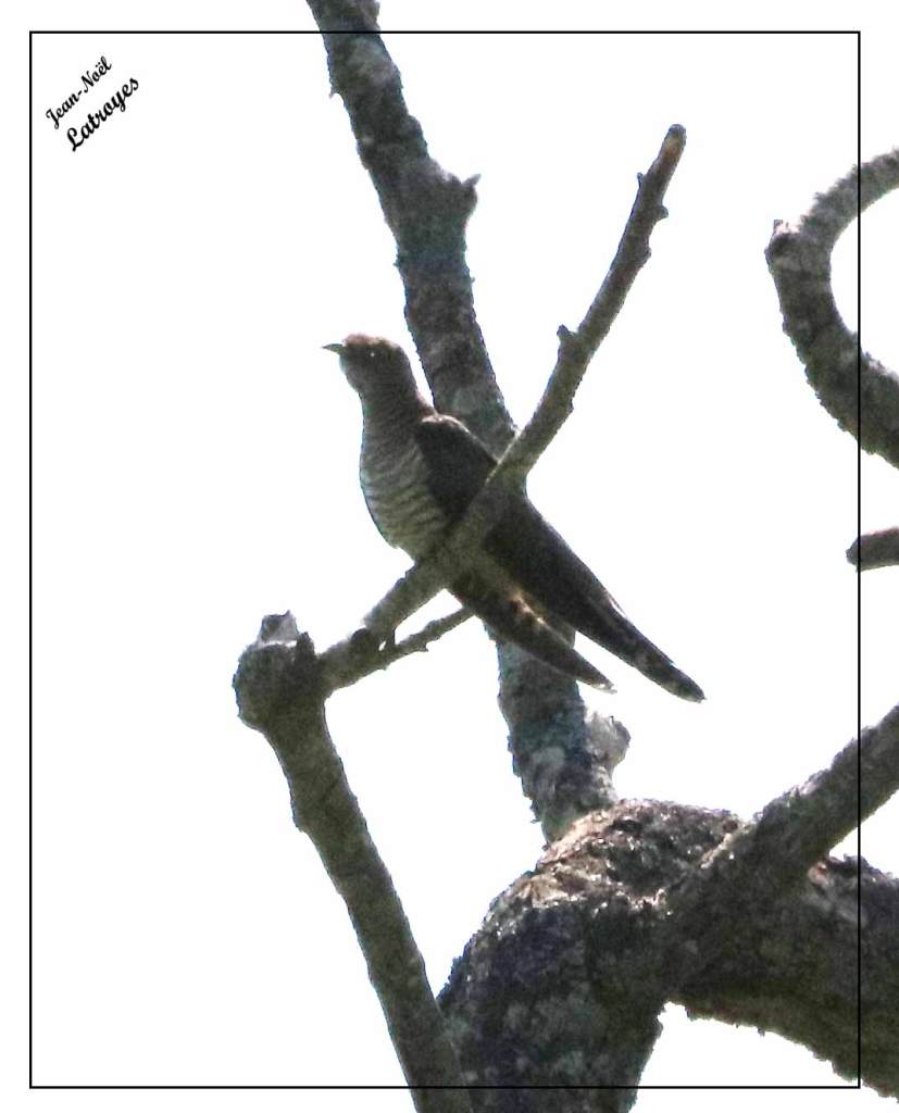 Coucou gris Cuculus canorus 8 mai 2022 Haute-Saône Photographie Jean-Noël Latroyes www.filain-nature.fr