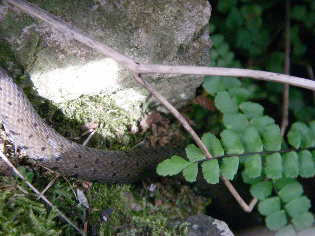 Serpent en train de muer, sous la passerelle du Moulin de Laine, à Vy lès Filain (Haute-Saône). On ne voyait pas grand chose de ce serpent, mais les dessins et le contexte vers la rivière évoquent une couleuvre à collier (Natrix natrix - Linné, 1758) . Photographie Jean-Noël Latroyes - 23 juillet 2007.
