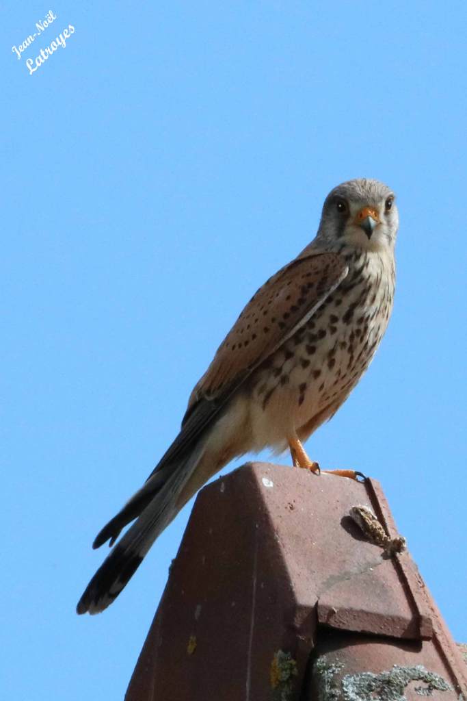 Perché au sommet de la maison forte, il surveille tout le village ... Faucon crécerelle- Falco tinnunculus - 6 mai 2022 - Photographie Jean-Noël Latroyes - Filain ( Haute-Saône) www.filain-nature.fr