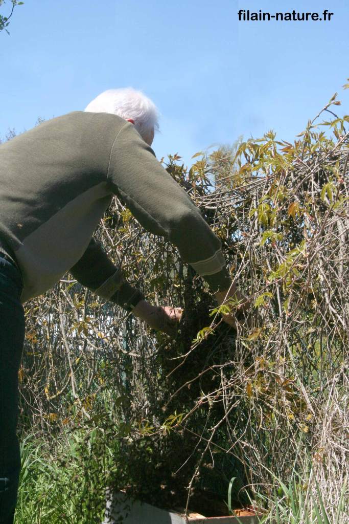 Jacques fait tomber lentement les abeilles dans une ruche vide placée en-dessous. Filain (Haute-Saône) Photographie Jean-Noël Latroyes - www.filain-nature.fr