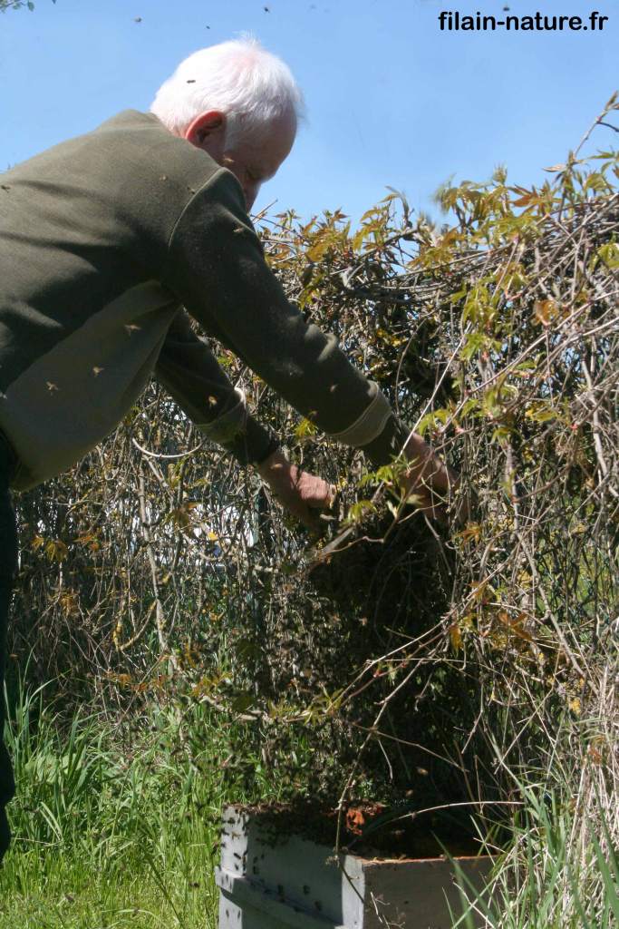 Les abeilles sont presque toute dans la ruche.  Filain (Haute-Saône) Photographie Jean-Noël Latroyes - www.filain-nature.fr