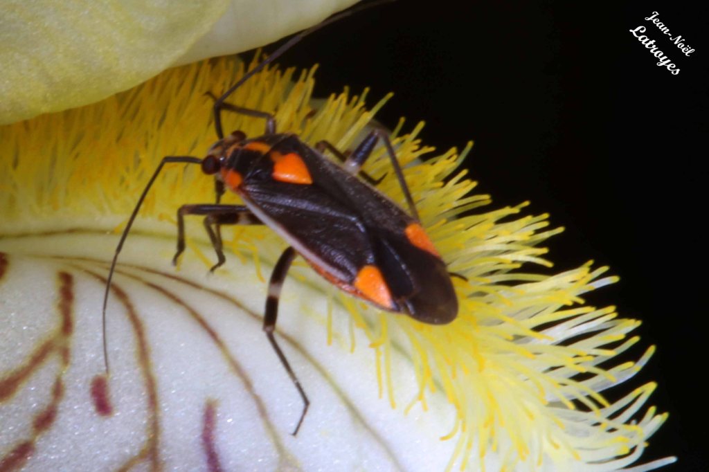 Punaise Deraeocoris ruber - sur Iris - Filain (Haute-Saône) mai 2022 - Photographie Jean-Noël Latroyes - www.filain-nature.fr