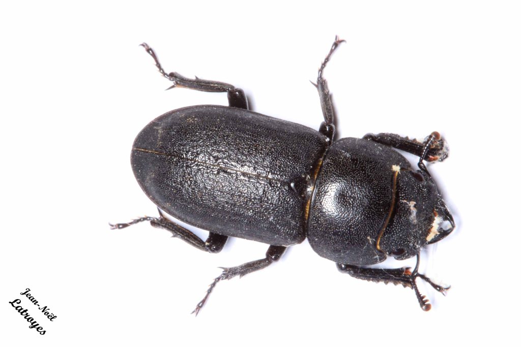 Coléoptère Lucanidae Dorcus parallelopipedus Linné - 27 mai 2022 - Filain (Haute-Saône)  Longueur 30 mm - Photographie Jean-Noël Latroyes - www.filain-nature.fr