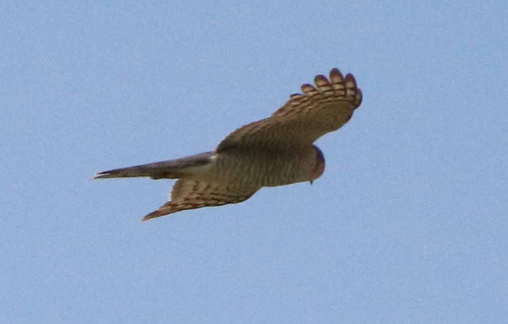 Épervier d'Europe Accipiter nisus en vol - Filain (Haute-Saône) - 20 mai 2022 - Photographie Jean-Noël Latroyes- www.filain-nature.fr