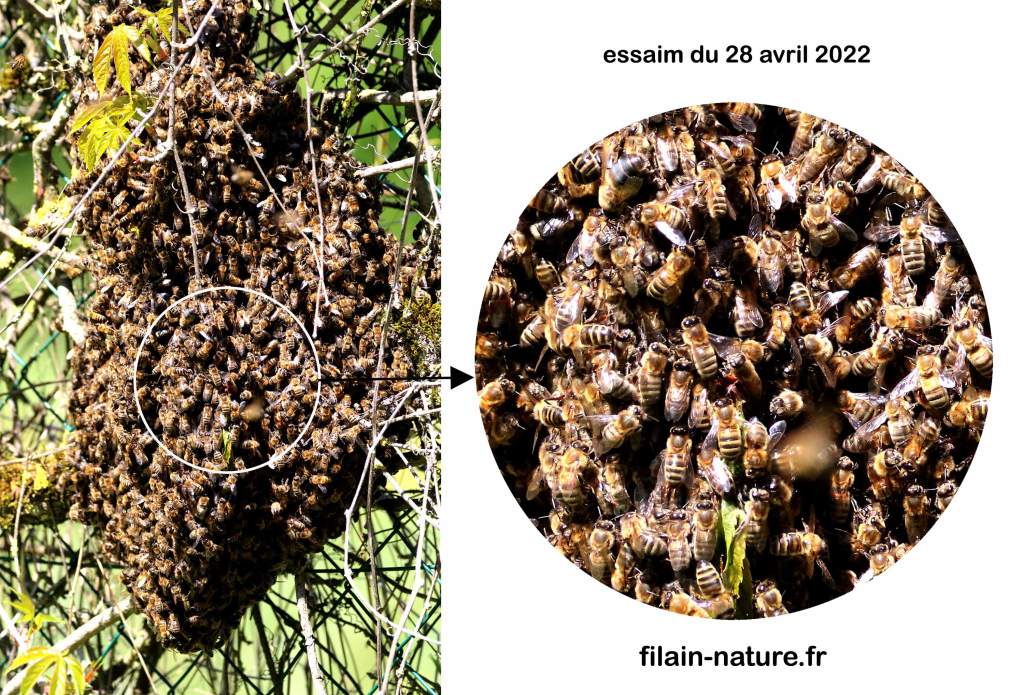 Essaim terminé (environ 15000 abeilles) - Filain (Haute-Saône) Photographie Jean-Noël Latroyes - www.filain-nature.fr