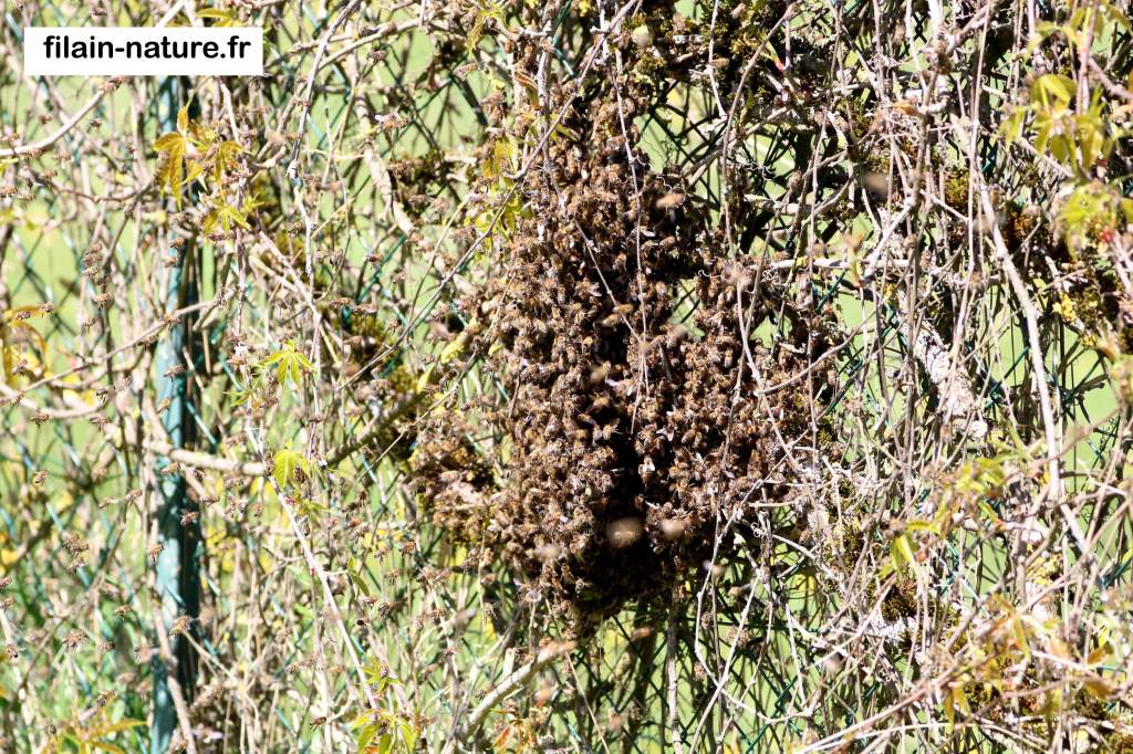 Formation de l'essaim - Filain (Haute-Saône) Photographie Jean-Noël Latroyes - www.filain-nature.fr