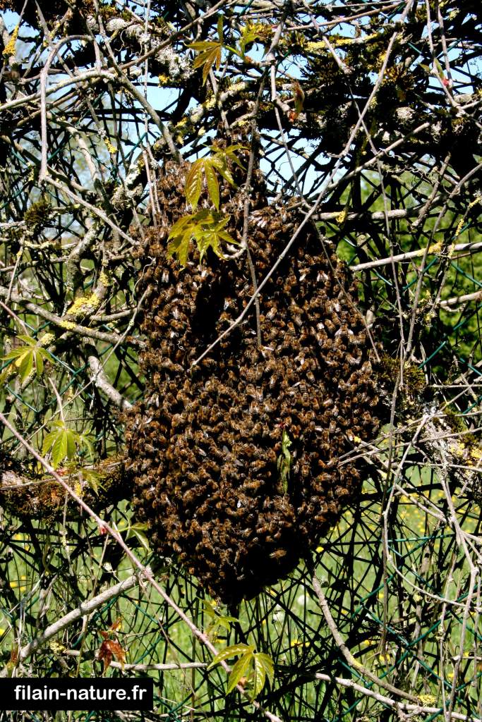 Essaim presque terminé Filain (Haute-Saône) Photographie Jean-Noël Latroyes - www.filain-nature.fr