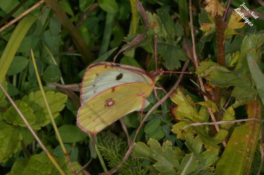 Le fluoré - Colias australis - Filain (Haute-Saône) - mai 2010 
Photographie Jean-Noël Latroyes - www.filain-nature.fr