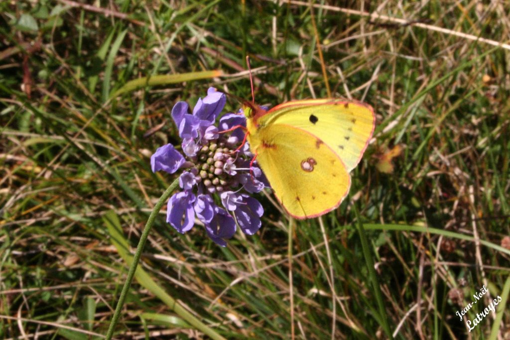 Le fluoré - Colias australis - Filain (Haute-Saône) - mai 2018 
Photographie Jean-Noël Latroyes - www.filain-nature.fr