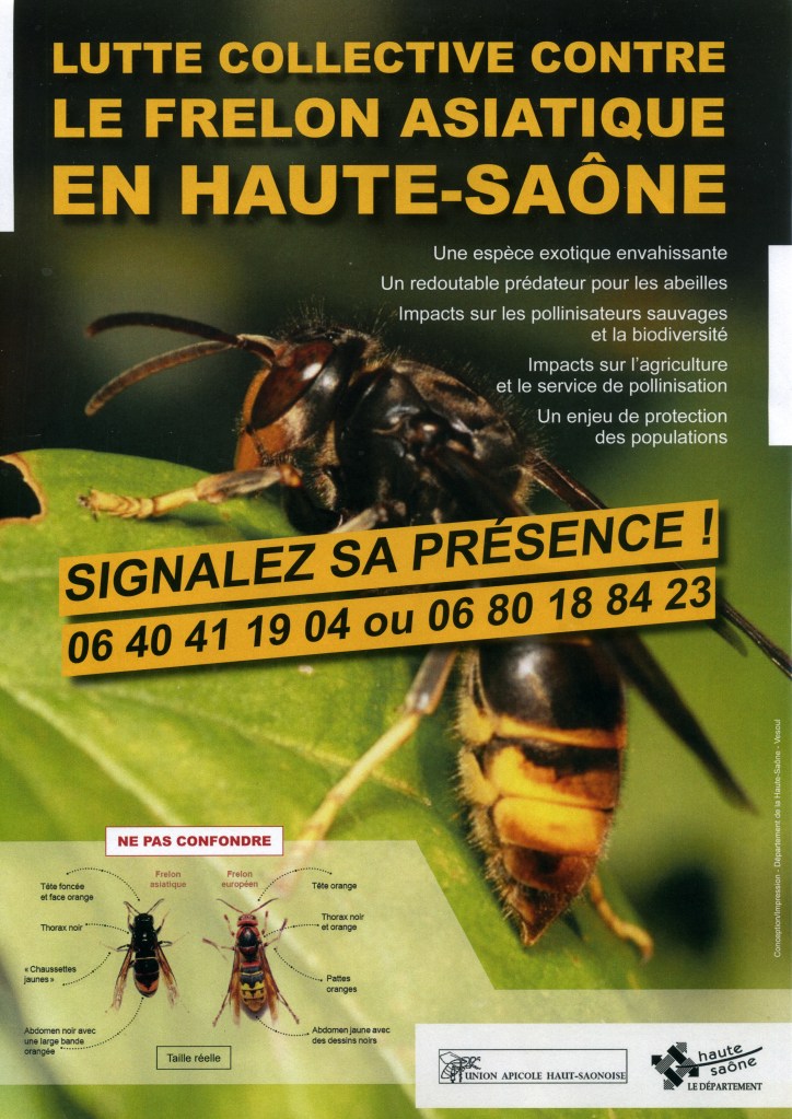Lutte contre le frelon asiatique