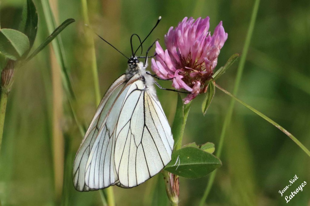 Le Gazé - Aporia crataegi Linné - sur fleur de luzerne - Filain (Haute-Saône) - Photographie Jean-Noël Latroyes - www.filain-nature.fr - 24 mai 2022