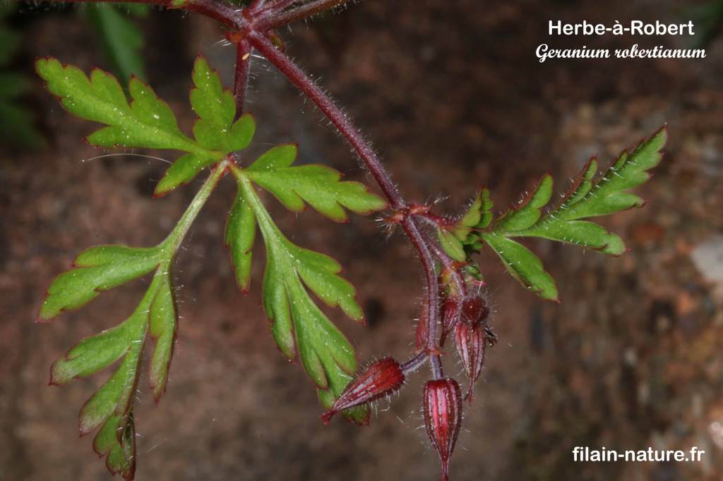 Détail fleurs Herbe-à-Robert - Géranium robertianum Linné - Filain (Haute-Saône)- Mai 2022 - Photographie Jean-Noël Latroyes www.filain-nature.fr