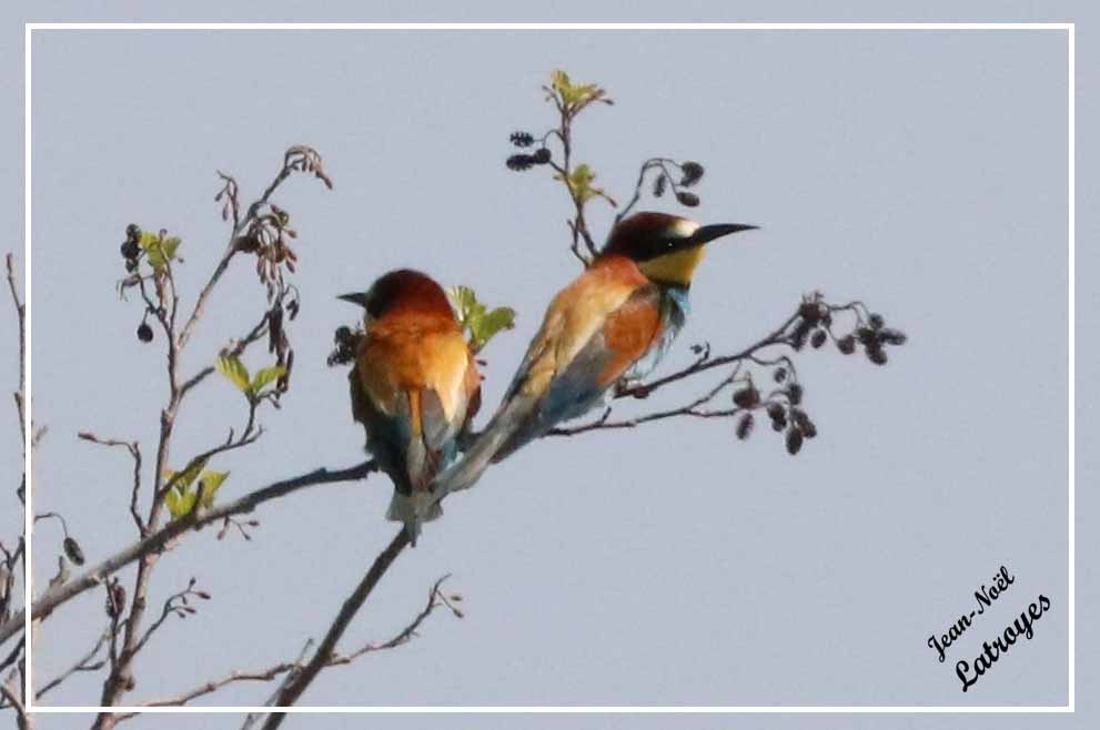 Couple de Guêpiers d'Europe dans un aulne  - Merops apiaster - Vallée de l'Ognon (Haute-Saône)
 Photographie Jean-Noël Latroyes - 8 mai 2022