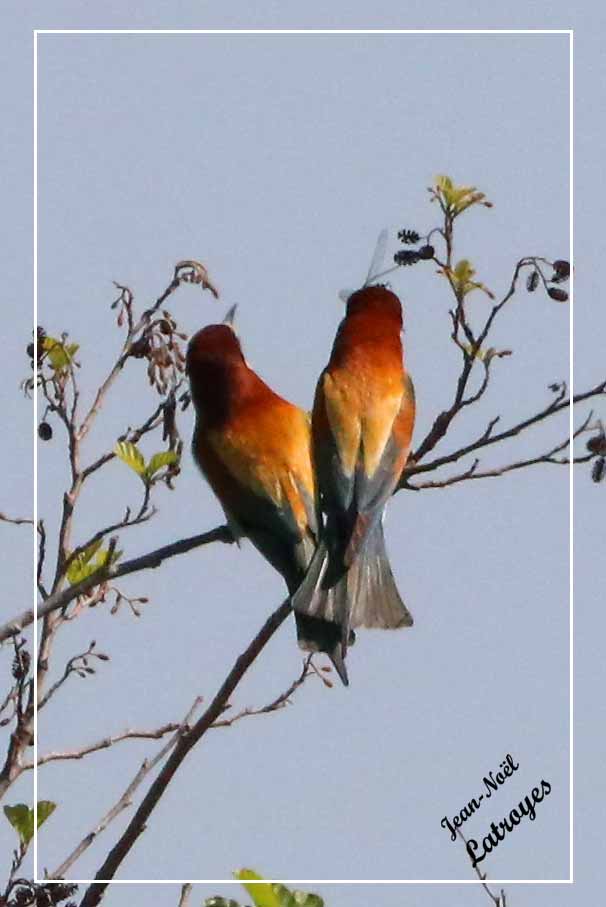 Guêpiers d'Europe dégustant une libellule- Merops apiaster - Vallée de l'Ognon (Haute-Saône)
 Photographie Jean-Noël Latroyes - 8 mai 2022
