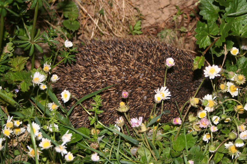 Aujourd'hui, c'est tout ce que notre hérisson du jardin veut bien nous montrer ... Filain (Haute-Saône) 12 mai 2022 Photographie Jean-Noël Latroyes www.filain-nature.fr