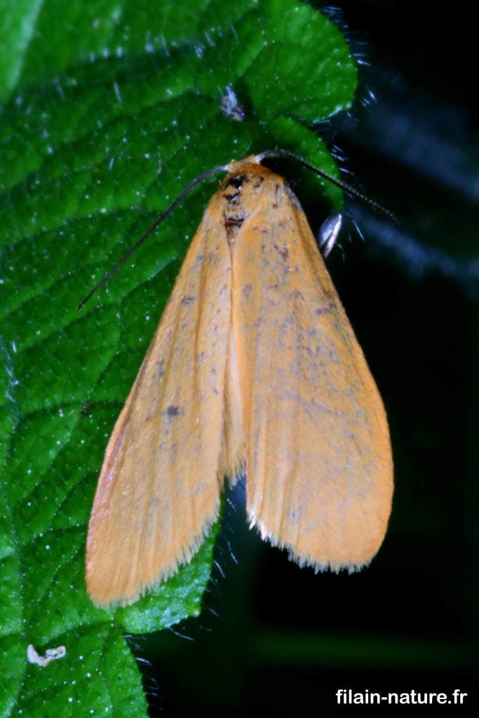 Papillon hétérocère diurne sur Urtica dioica (ortie) Avril 2022 - Filain (Haute-Saône) Photographie Jean-Noël Latroyes www.filain-nature.fr