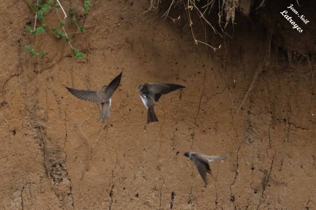 Hirondelle de rivage Riparia riparia - vallée de l'Ognon (Haute-Saône)
27 mai 2022 - Photographie Jean-Noël Latroyes - www.filain-nature.fr