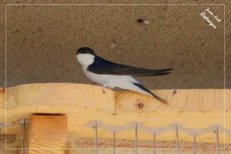 Hirondelle de fenêtre Delichon urbica installée sous le débord du toit de l'ancienne cure de Filain (Haute-Saône), prête à prendre son envol - 10 mai 2022 - Photographie Jean-Noël Latroyes - www.filain-nature.fr