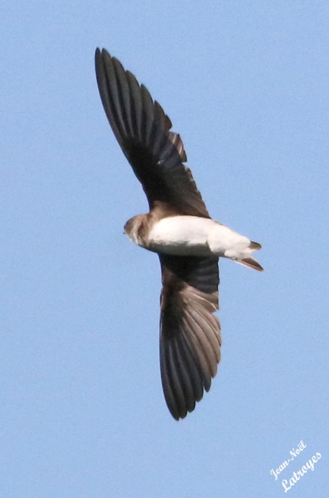 Hirondelle de rivage Riparia riparia - vallée de l'Ognon (Haute-Saône) - 10 mai 2022 - www.filain-nature.fr - Photographie Jean-Noël Latroyes