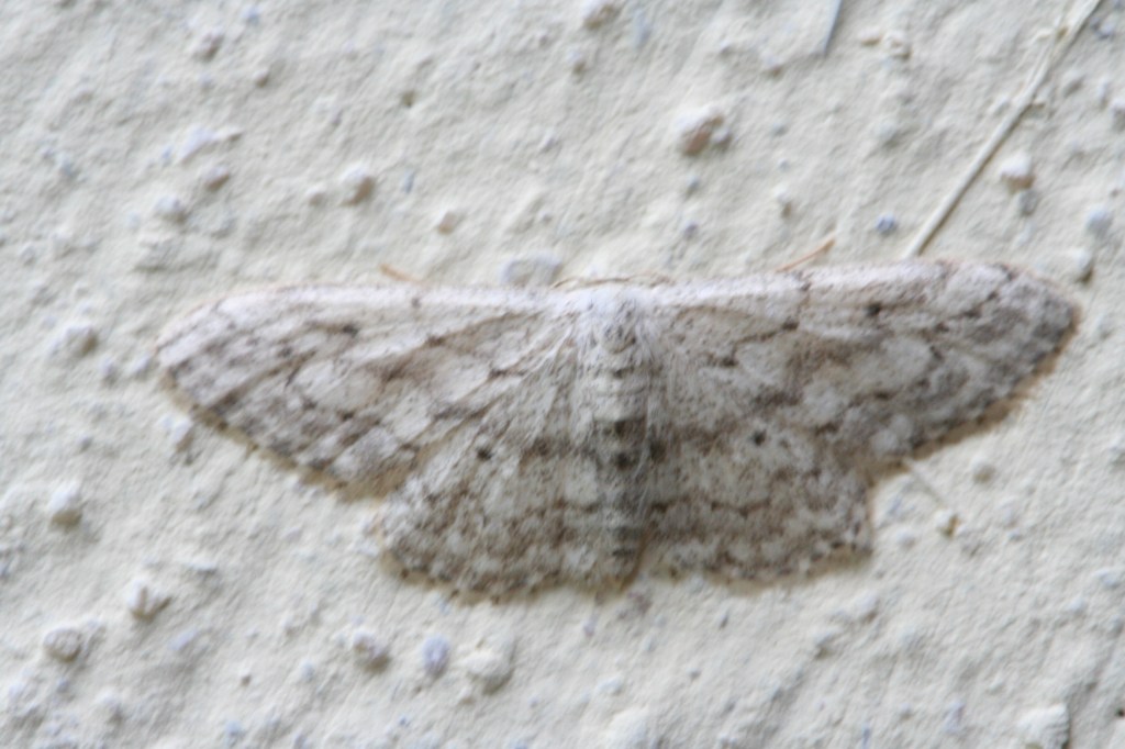 Papillon de nuit - sur un mur - Filain (Haute-Saône) – juillet 2015 – Photographie Jean-Noël Latroyes - www.filain-nature.fr