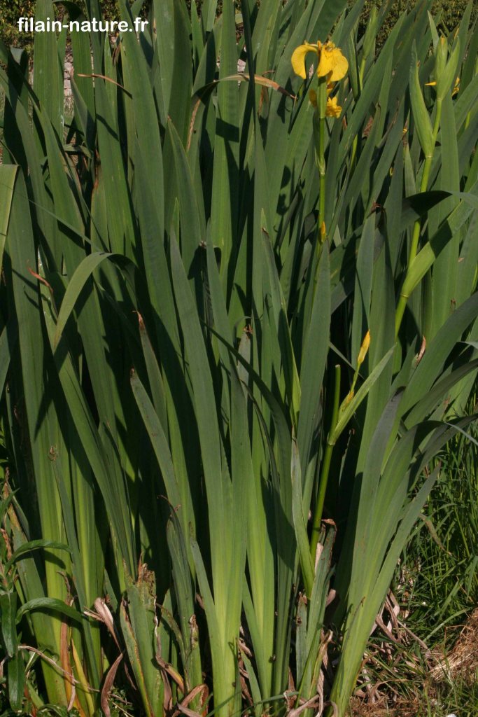 Feuilles en "glaive" d'Iris jaune - Iris pseudacorus Linné - Le long de La Filaine - Filain (Haute-Saône) Photographie Jean-Noël Latroyes Mai 2022 www.filain-nature.fr