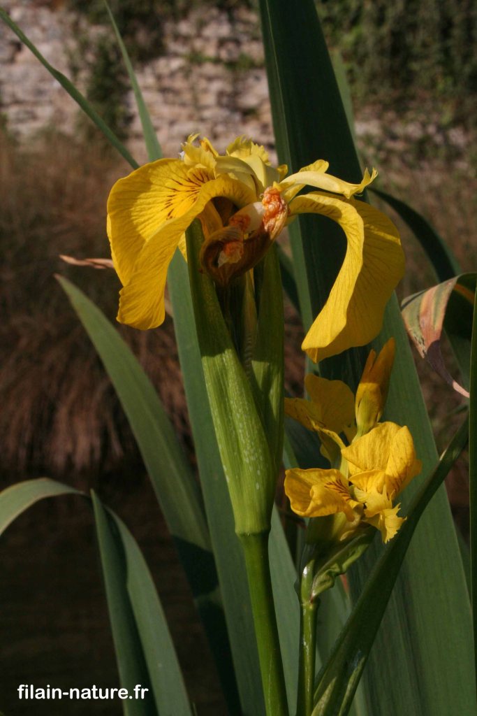 Fleurs d'Iris jaune - Iris pseudacorus Linné - Le long de La Filaine-  Filain (Haute-Saône) Photographie Jean-Noël Latroyes Mai 2022 www.filain-nature.fr