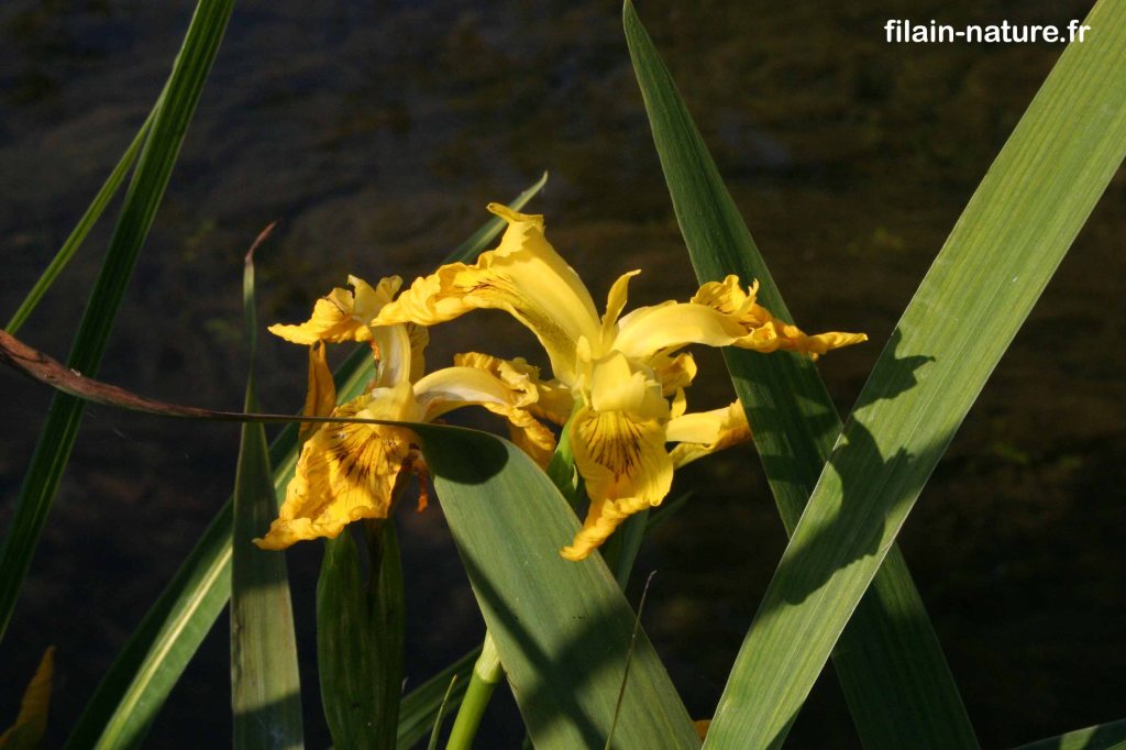 Fleurs d'Iris jaune - Iris pseudacorus Linné - Le long de La Filaine Filain (Haute-Saône) Photographie Jean-Noël Latroyes Mai 2022 www.filain-nature.fr