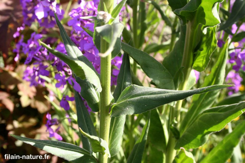 Feuillage de Julienne des dames - Hesperis matronalis Linné - Filain (Haute-Saône) - Spontanée de talus - 15 mai 2022
Photographie Jean-Noël Latroyes - www.filain-nature.fr