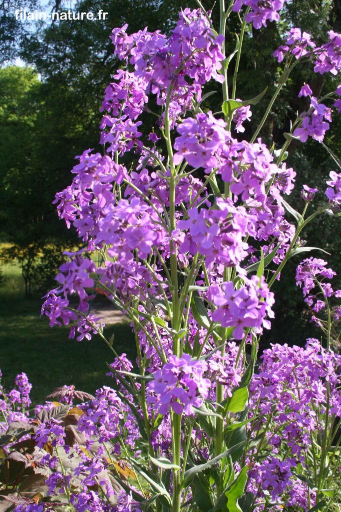 Julienne des dames - Hesperis matronalis Linné - Filain (Haute-Saône) - Spontanée de talus - 15 mai 2022
Photographie Jean-Noël Latroyes - www.filain-nature.fr