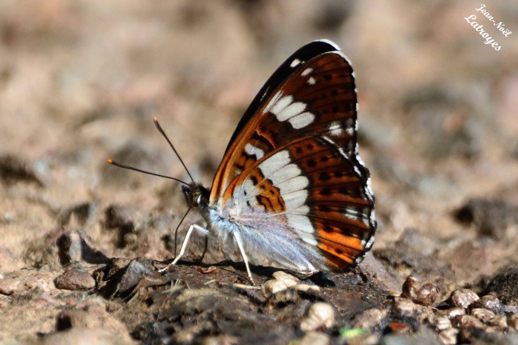 Petit Sylvain - Ladoga (Limenitis) camilla - ailes repliées, sur la route - 24 mai 2022 - Filain (Haute-Saône) Photographie Jean-Noël Latroyes - www.filain-nature.fr