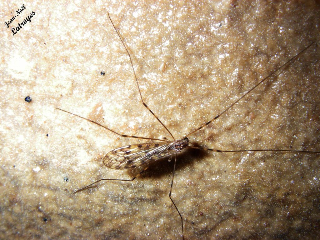 Limonia nubeculosa Meigen - Perte de la Vache (St-Rémy - Haute-Saône).  A environ 50 m de l'entrée - 17 juin 2007 - Photographie Jean-Noël Latroyes - www.filain-nature.fr