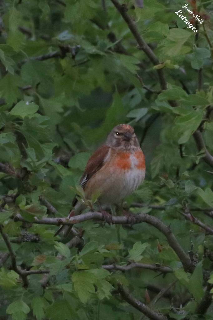 Mâle Linotte mélodieuse posée sur aubépine  - Carduelis cannabina - Filain (Haute-Saône) 
Photographie Jean-Noël Latroyes 04 mai 2022