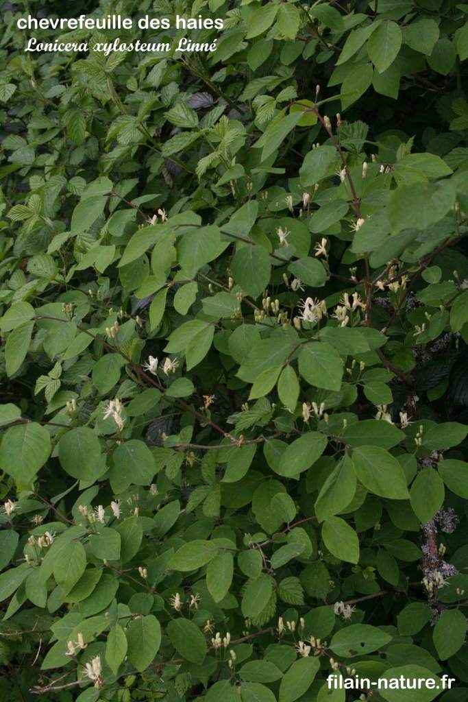 Chèvrefeuille des haies - Lonicera xylosteum Linné - Filain (Haute-Saône) 
Photographie Jean-Noël Latroyes www.filain-nature.fr
